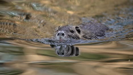 4k coipo marrón salvaje, myocastor coypus en su hábitat natural, remando en un agua tranquila con superficie reflectante hacia la cámara - primer plano cinematográfico