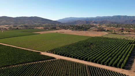 Temecula,-California-wine-country-with-rows-of-grapevines-in-the-vineyard---ascending-aerial-view