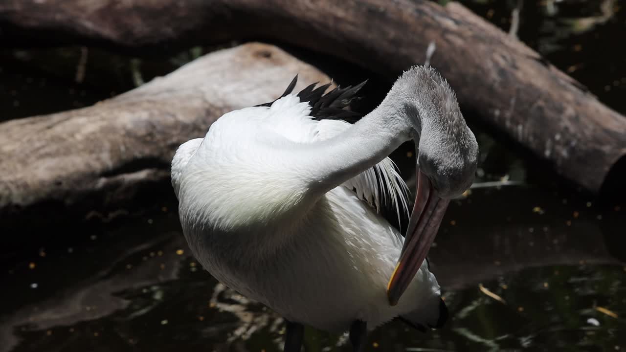 Pelican Preening Its Feathers in Natural Habitat – Close-Up Wildlife Behavior Footage