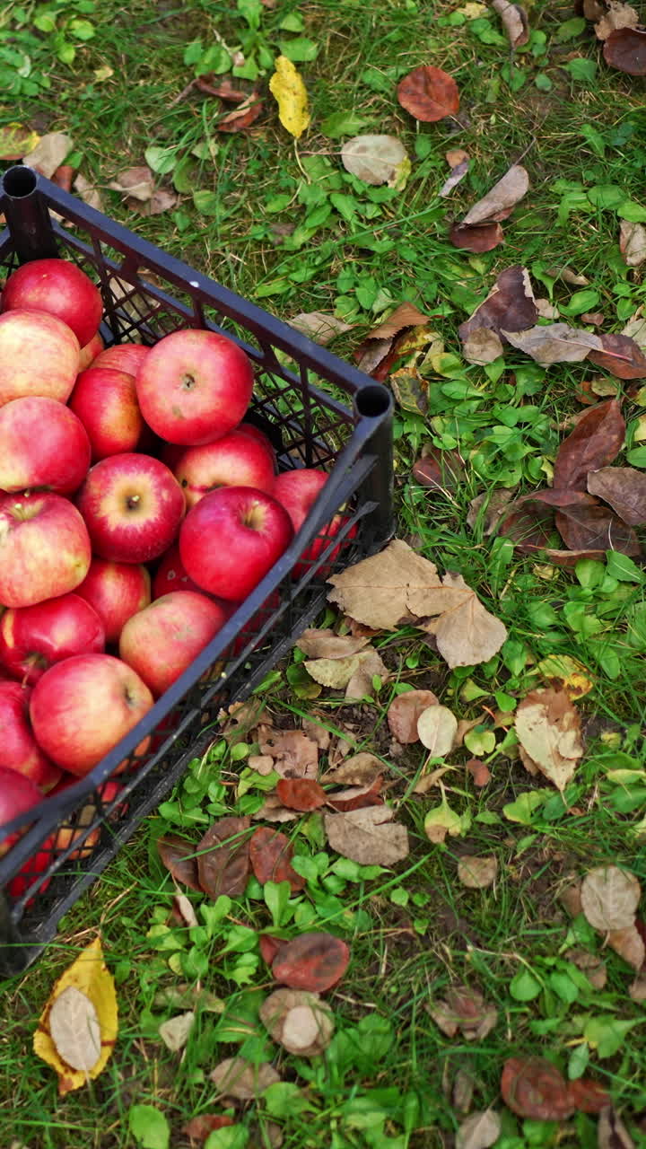 Fresh red apples picked up from trees in three boxes standing on the grass. Fruit from new harvest in the garden. Top view. Vertical video