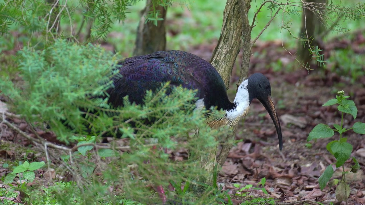 Ibis słomiaszyjny (threskiornis spinicollis) żerujący na ściółce leśnej, zbliżenie