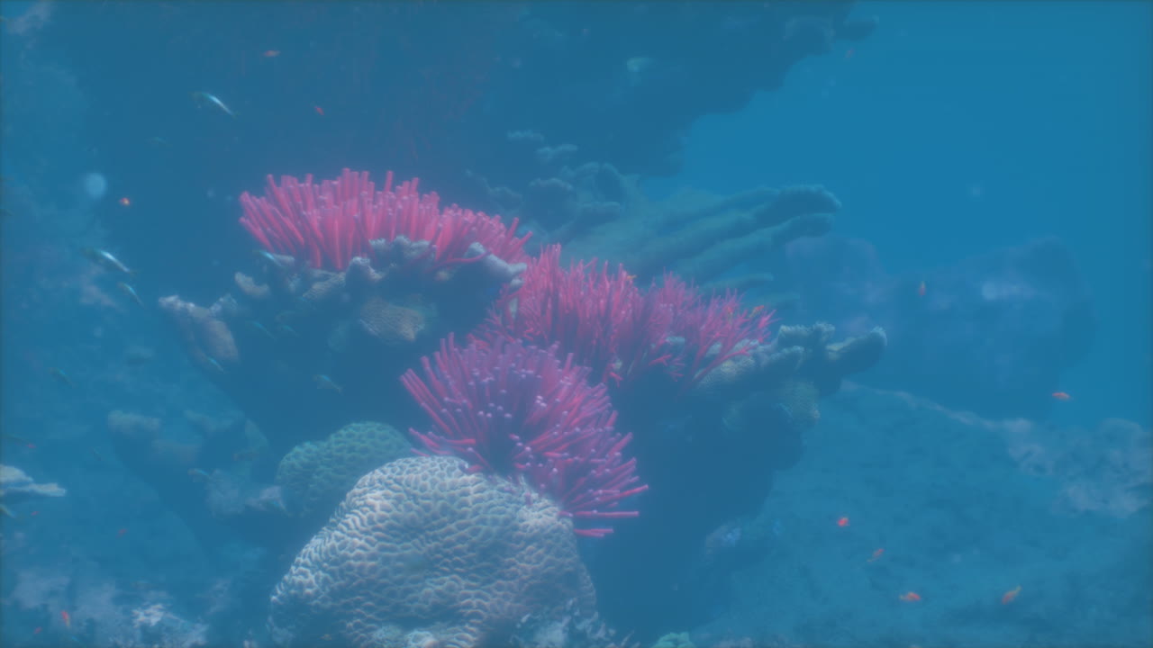 Splendida Barriera Corallina Sottomarina con Pesci dai Colori Vivaci