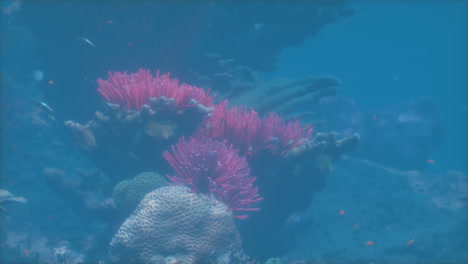 stunning underwater coral reef with vibrant fish