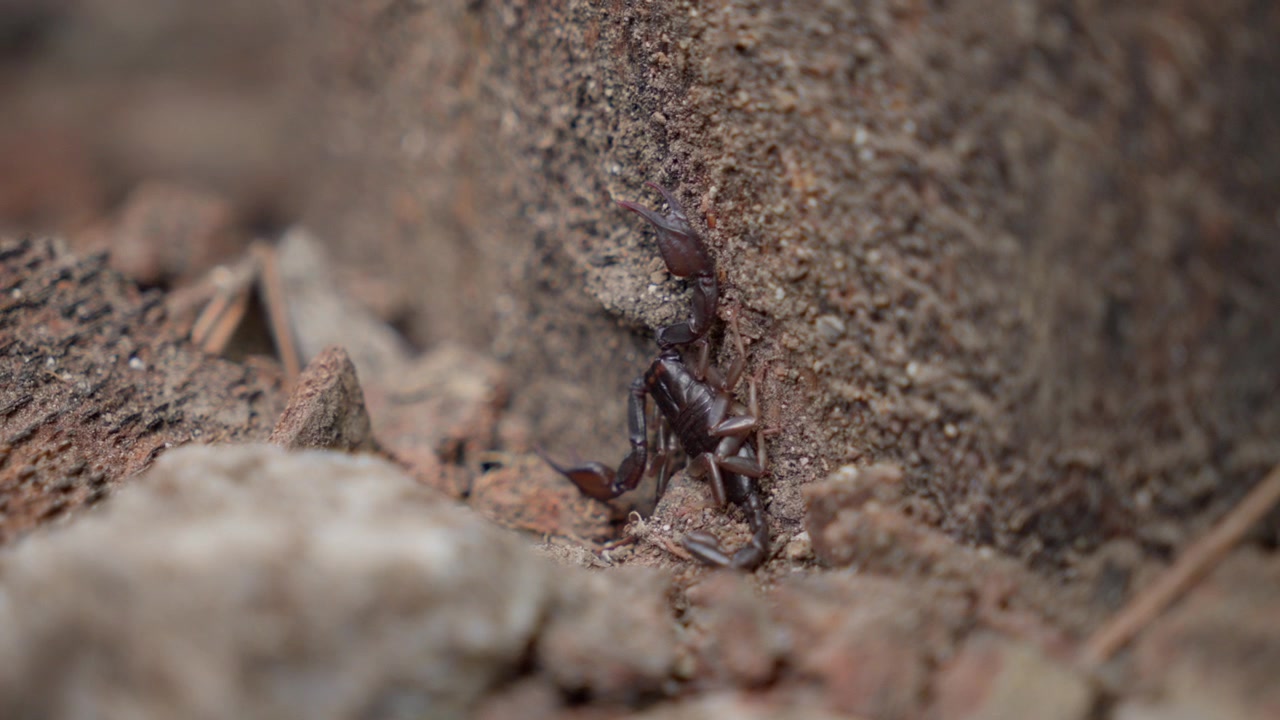 Video macro di scorpione, aracnide velenoso, tra granelli di terra e sabbia.