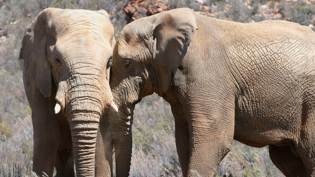 elefantes salvajes pastando en las praderas 4k