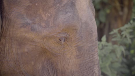 primer plano en cámara lenta del ojo parpadeante del elefante