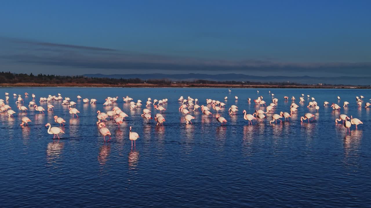 Flamingos standing in shallow water during sunset at a coastal area