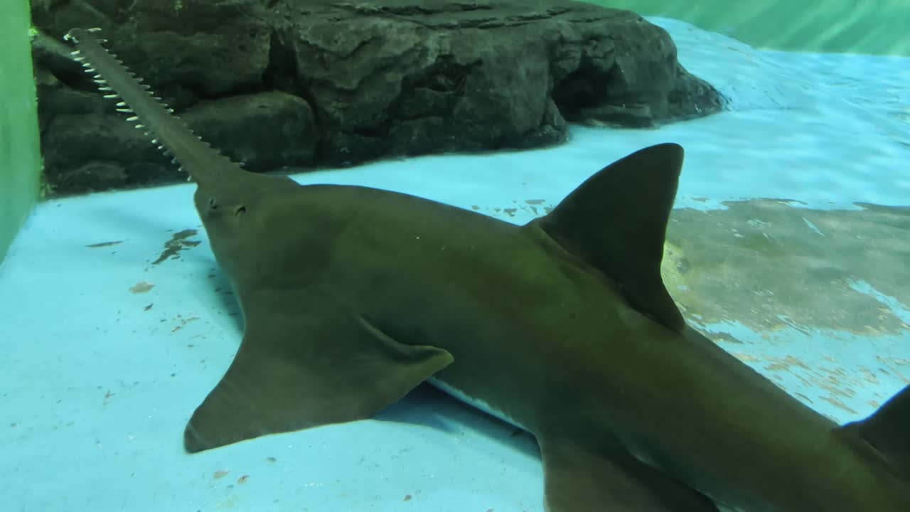 Longnose sawshark resting on the aquarium floor surrounded by vivid underwater scenery.