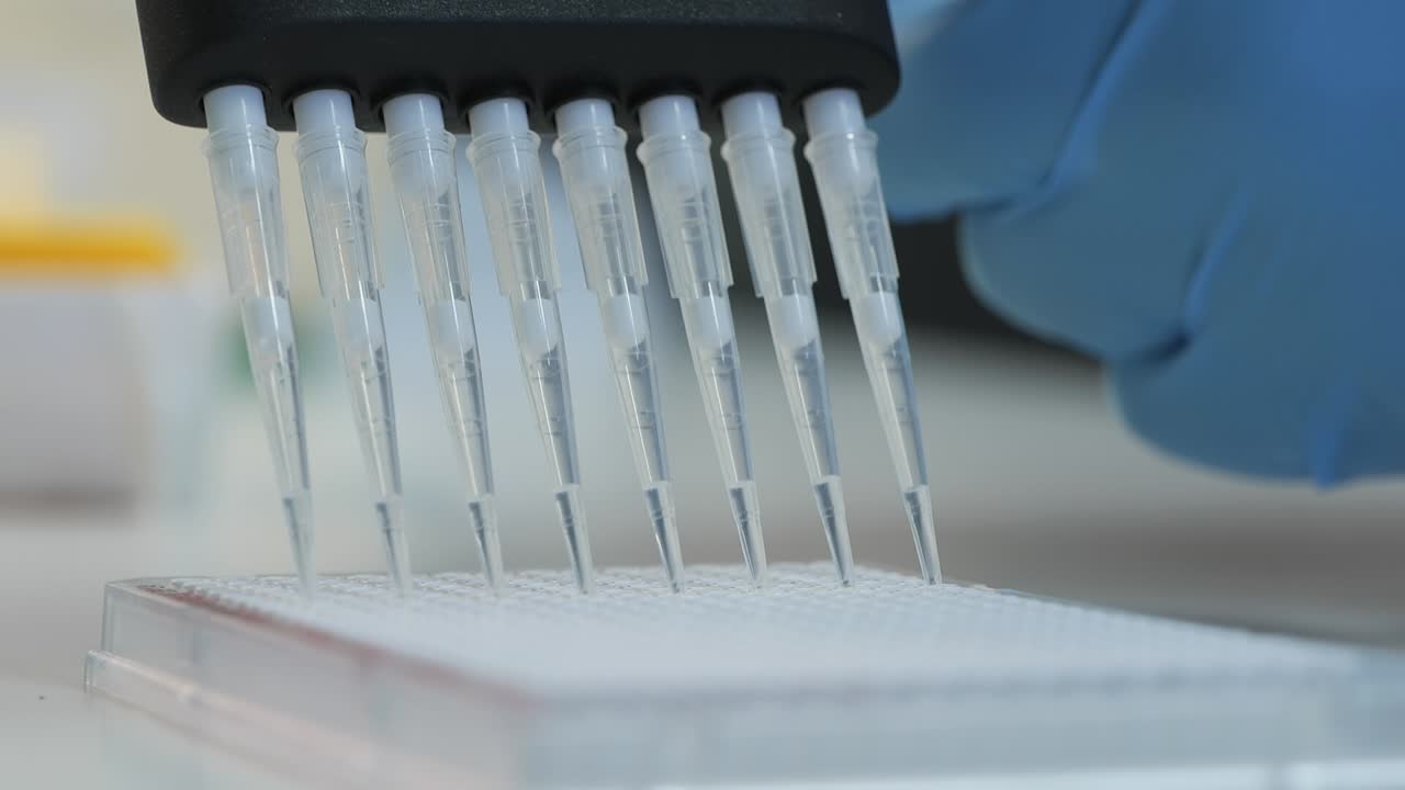 Detailed close-up of a hand operating a multichannel micropipette over a 96- or 384-well plate. This device allows for the rapid and simultaneous transfer of multiple liquid samples