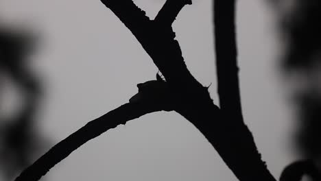 Crawling-Snail-and-Spider-On-Tree-Branch-Silhouette-Closeup---static-time-lapse