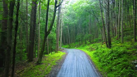 Drohnenvideoaufnahmen-Einer-Abgelegenen-Kiefernwaldstraße-In-Den-Appalachen