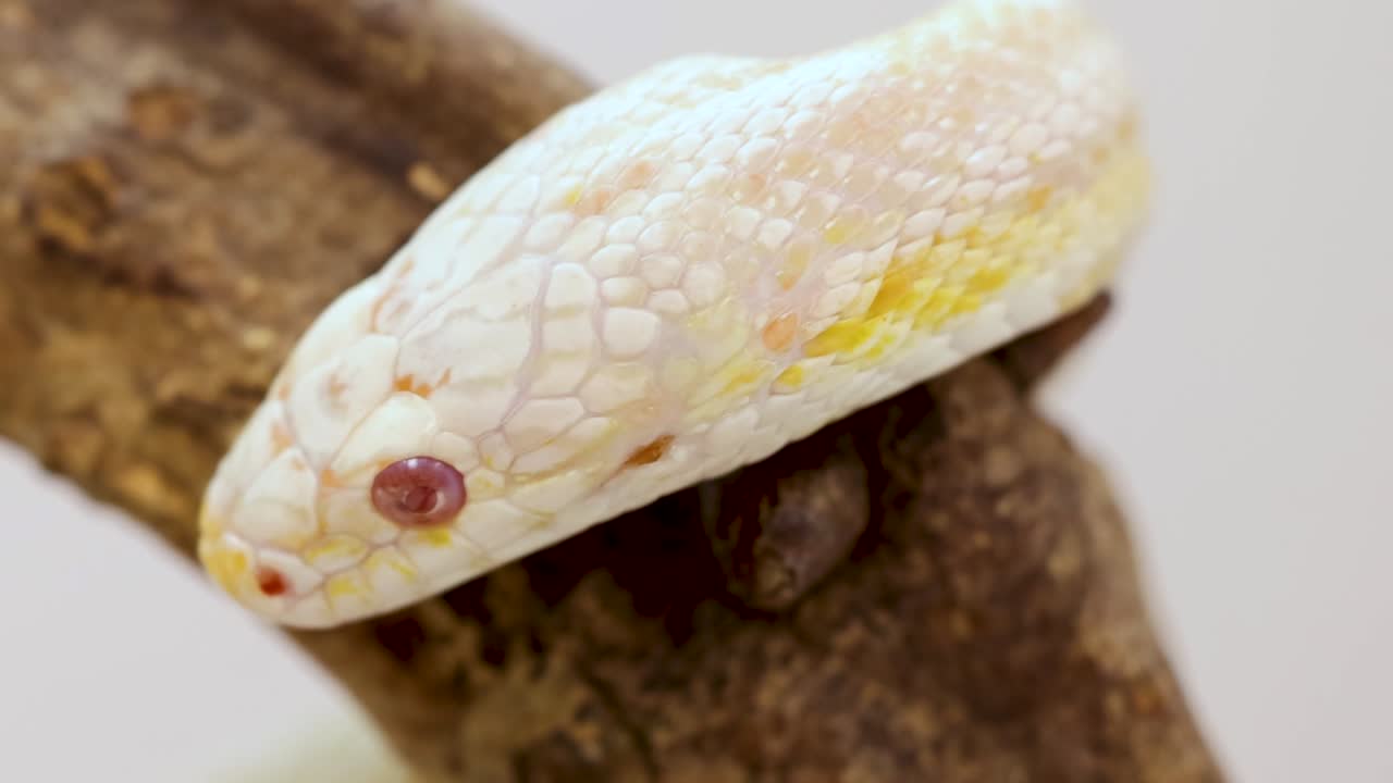 Vista macro di un serpente del grano bianco e giallo che riposa su un ramo di legno dalla superficie ruvida.