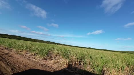 right panning shot of a large field of tropical sugar cane on farmland from a jeep in tibau do sul in rio grande do norte in northeastern brazil on a warm sunny summer day with a clear blue sky