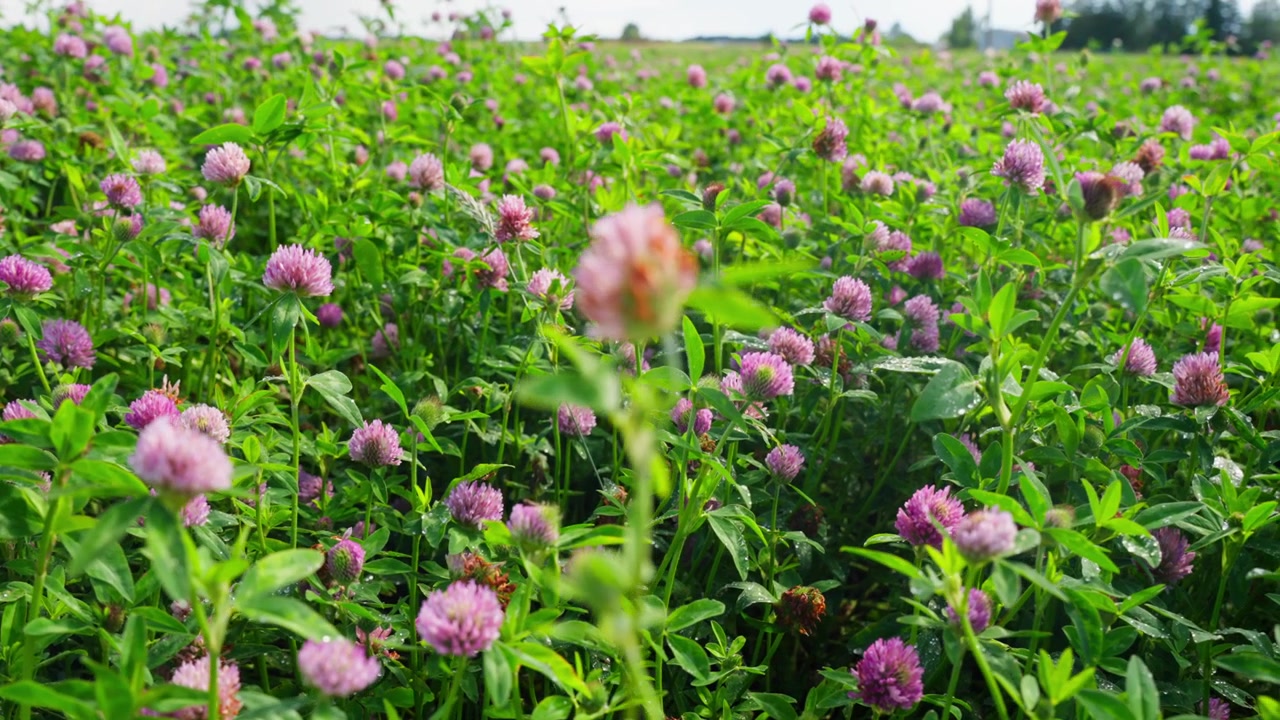 Rødkløverafgrøde med rigelige lyserøde blomster, der vokser på en frodig landbrugsmark, med baggrund sporet mod højre.
