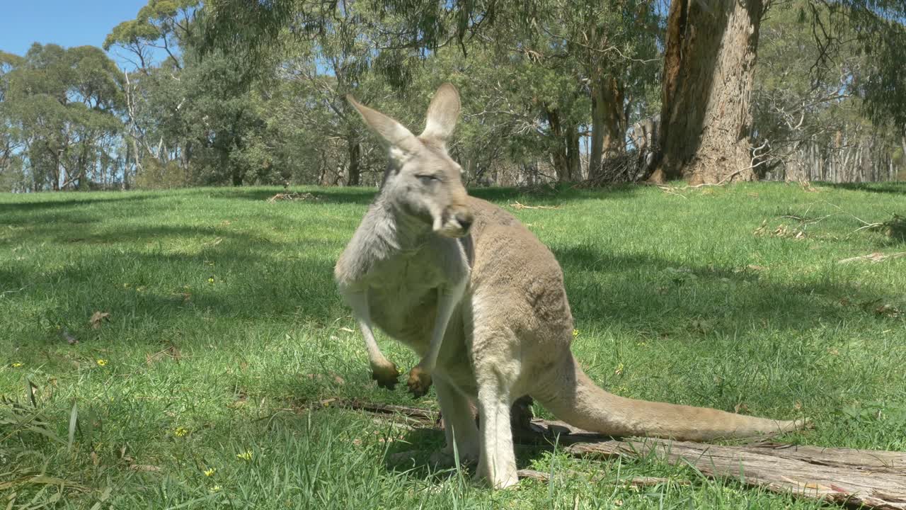 Closeup of red kangaroo looking around in Australia