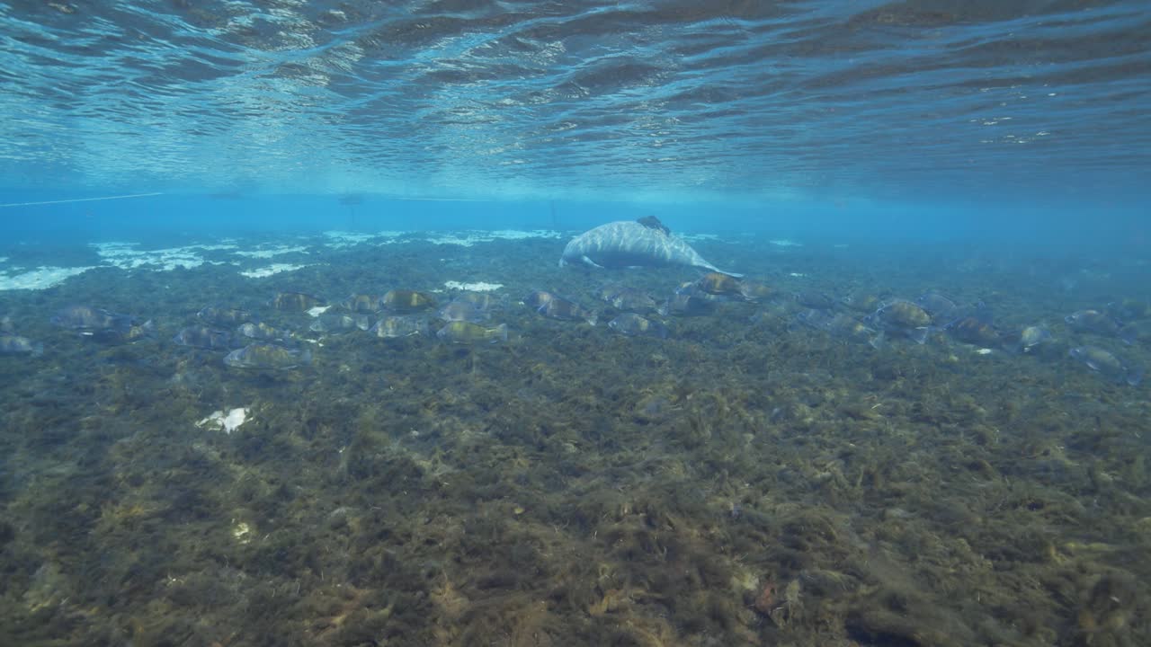 manatí bajo ondas azules claras ondula en los manantiales de florida con peces de branquias azules