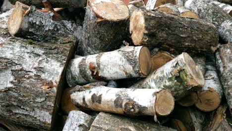 pile of cut birch logs of different cross-sections are piled up on backyard or warehouse.