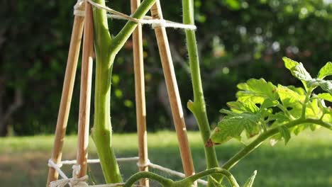 Tomato--on-the-vine