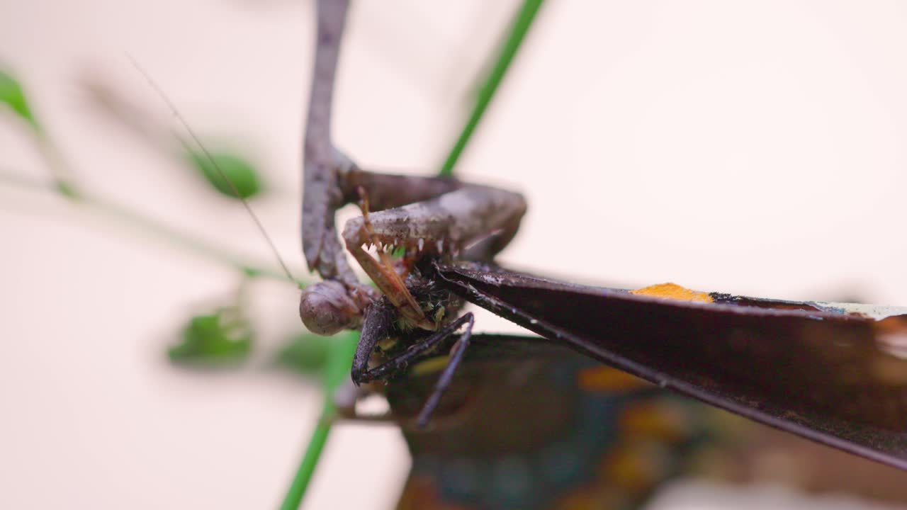 A close up shot of a Caroline Praying Mantis (Stagmomantis carolina) eating a swallowtail butterfly