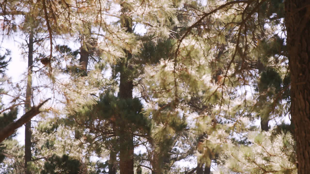 Veduta degli alberi nella foresta