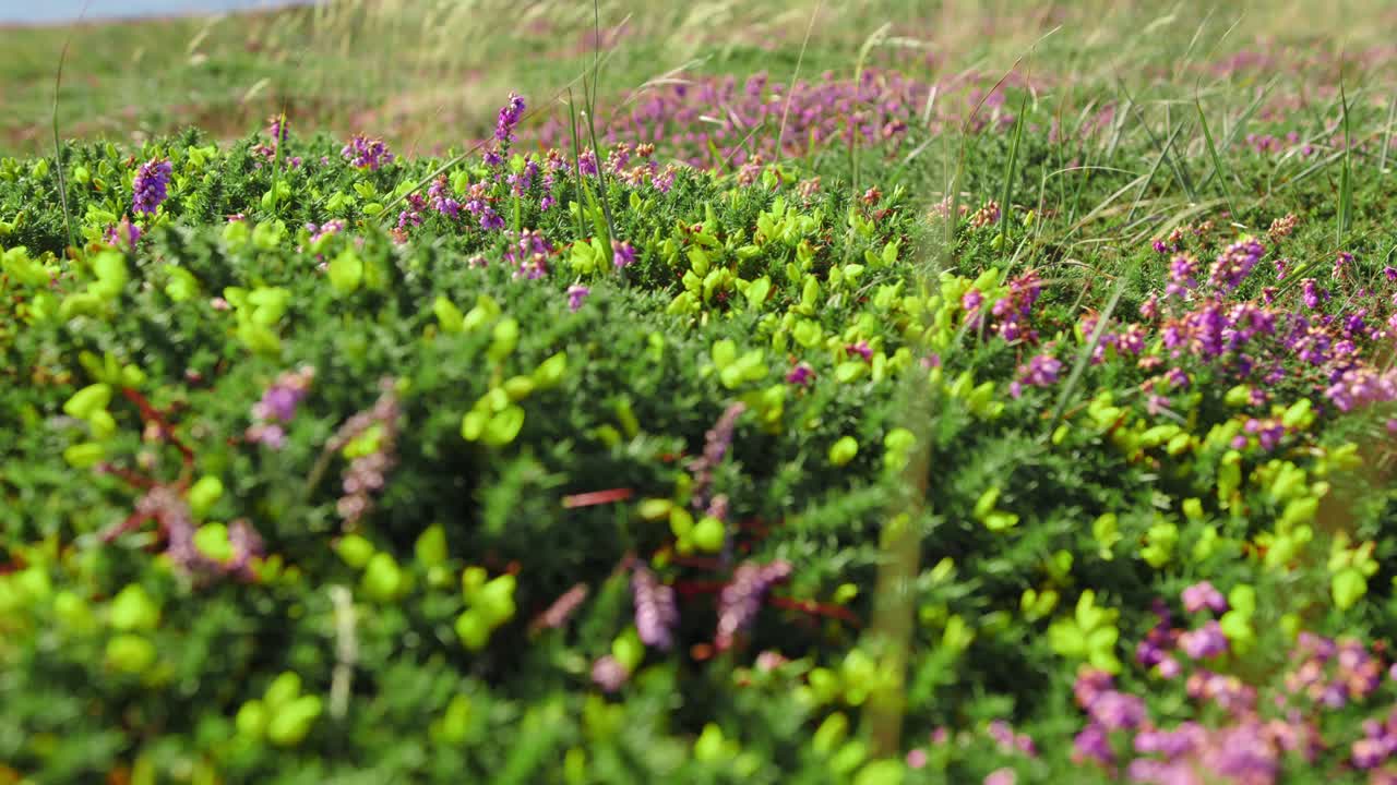 Purple Heather Flower Bloom Meadows In Springtime. Close-up Shot