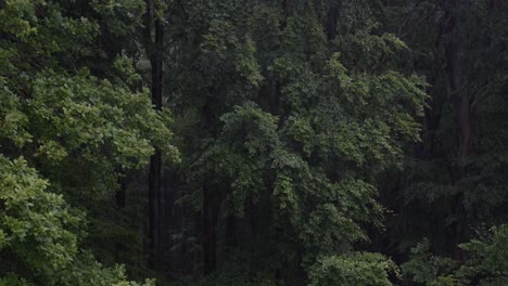 Torrential-rain-in-a-dark-mystical-forest,-in-slow-motion