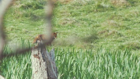 Rotfuchs-Mit-Verletztem-Bein-Auf-Der-Jagd-Nach-Nahrung