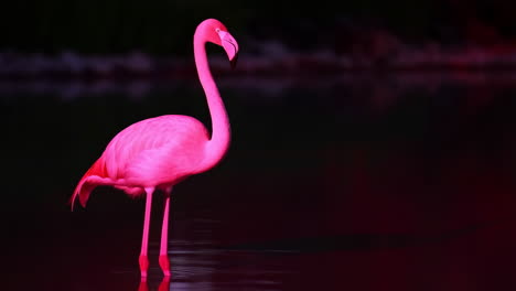 flamenco rosado de pie en el agua