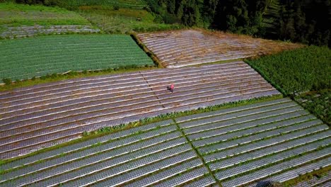 orbit drone footage of lush terraced vegetable plantation with a farmer working on it