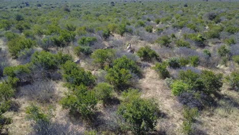 Antelope-and-zebras-walking-away-through-trees-in-Botswana,-AERIAL-VIEW