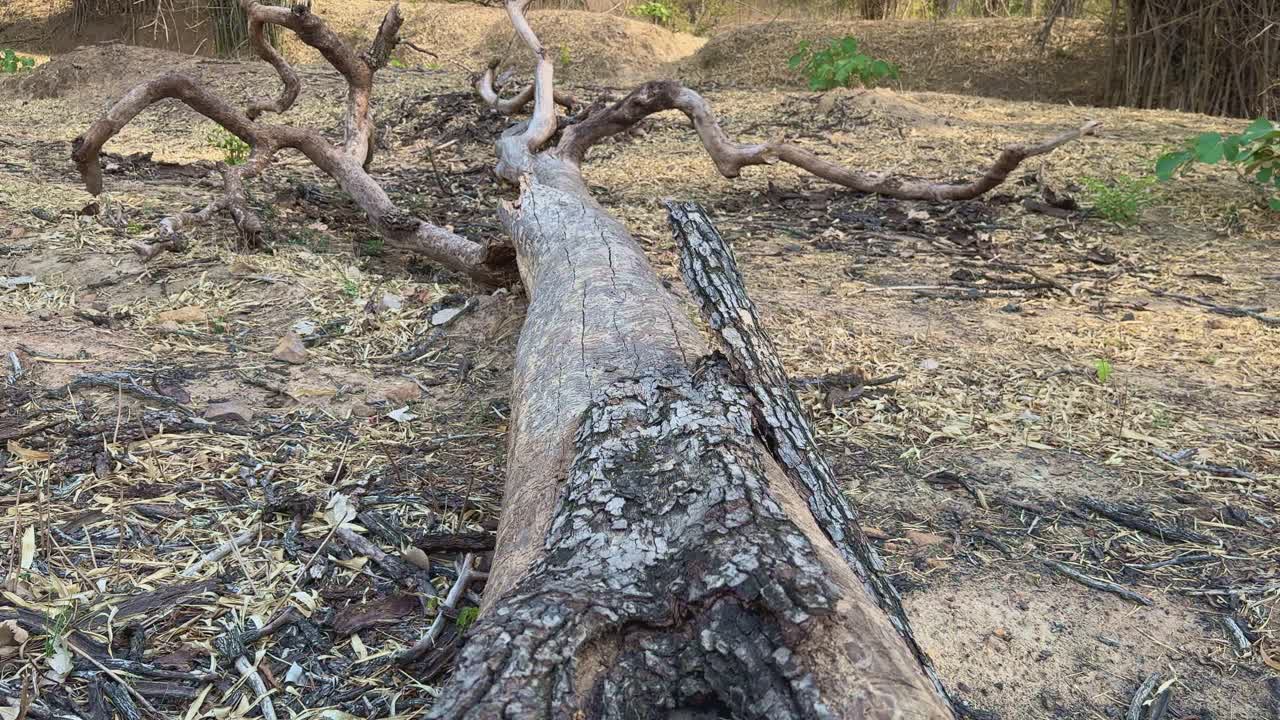 A crane up shot revealing the Fallen dead tree in the jungle, fallen trees offer shelter and breeding grounds for insects, amphibians, reptiles, and even small mammals