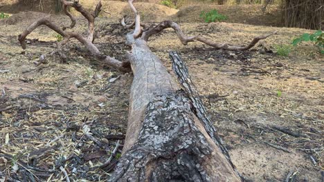 a crane up shot revealing the fallen dead tree in the jungle, fallen trees offer shelter and breeding grounds for insects, amphibians, reptiles, and even small mammals