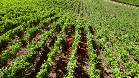 Luftdrohne-über-Chilenischen-Grünen-Weinbergen,-Trauben,-Terroir,-Weinreise,-Reiseziel,-Region-Cauquenes-Valley-Maule
