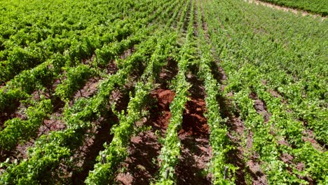 Aerial-Drone-Above-Chilean-Green-Vineyards-Grapes-Terroir-Wine-Journey-Travel-Destination-Cauquenes-Valley-Maule-Region