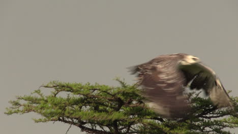 águila marcial parada en la rama de un árbol y volando lejos en masai mara kenia - primer plano