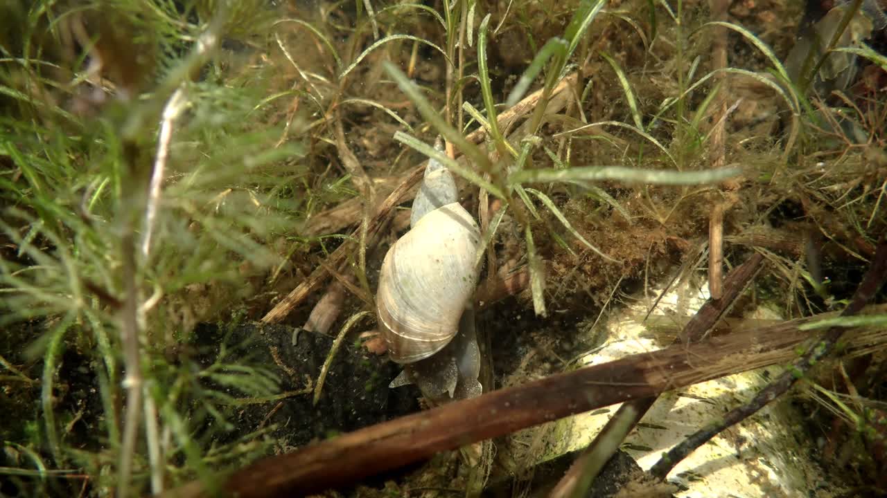 Pond Snail Crawling in a Wetland, Under Water View. Pond snail (Lymnaea stagnalis) exploring aquatic vegetation in a forest wetland