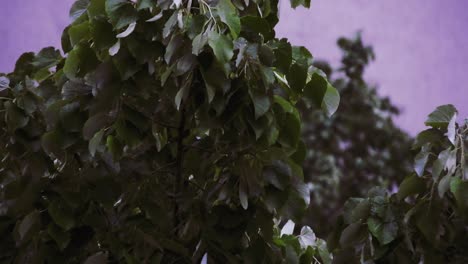 Heavy-rain-over-tall-green-trees