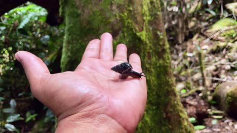 seychelles black snail
this land-snail is endangered by habitat loss due to invasive alien species such cinnamon tree and small-scale farming