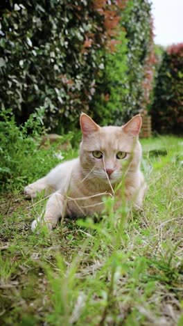 Plataforma-Rodante-Vertical-En-Cámara-Lenta-Hacia-Un-Gato-Pelirrojo-Tumbado-En-La-Hierba