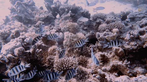 4k video footage of sergeant majors (abudefduf saxatilis) in the red sea, egypt