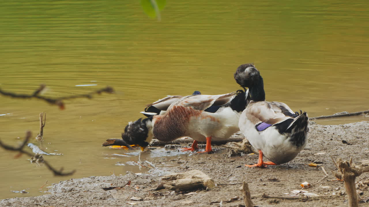 patos alimentándose en la orilla del agua