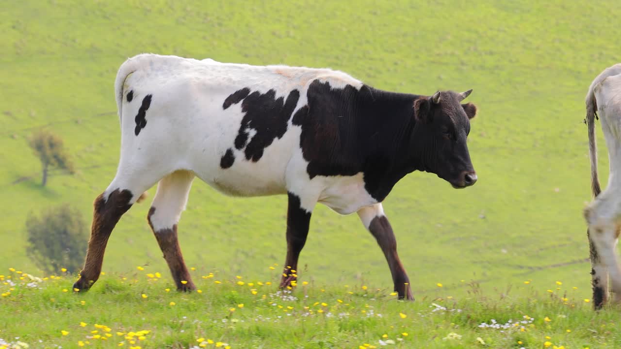 Cows together grazing in a field. Cows running into the camera.