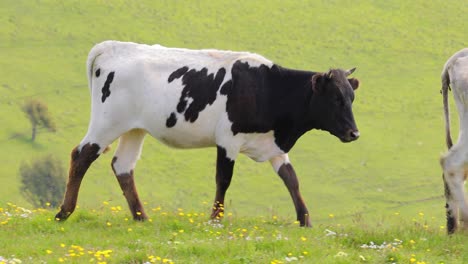 koeien die samen grazen in een veld. koeien die in de camera rennen.