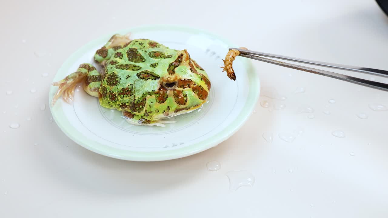 A horned frog is fed a worm using chopsticks on a white plate under bright lighting