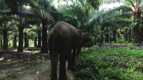 a solitary elephant walks calmly among palm trees.