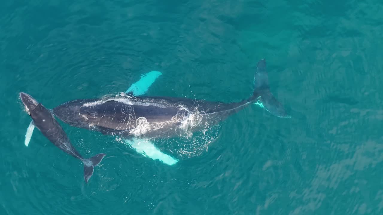 Mother and calf humpback whales swim close in Ecuador's ocean