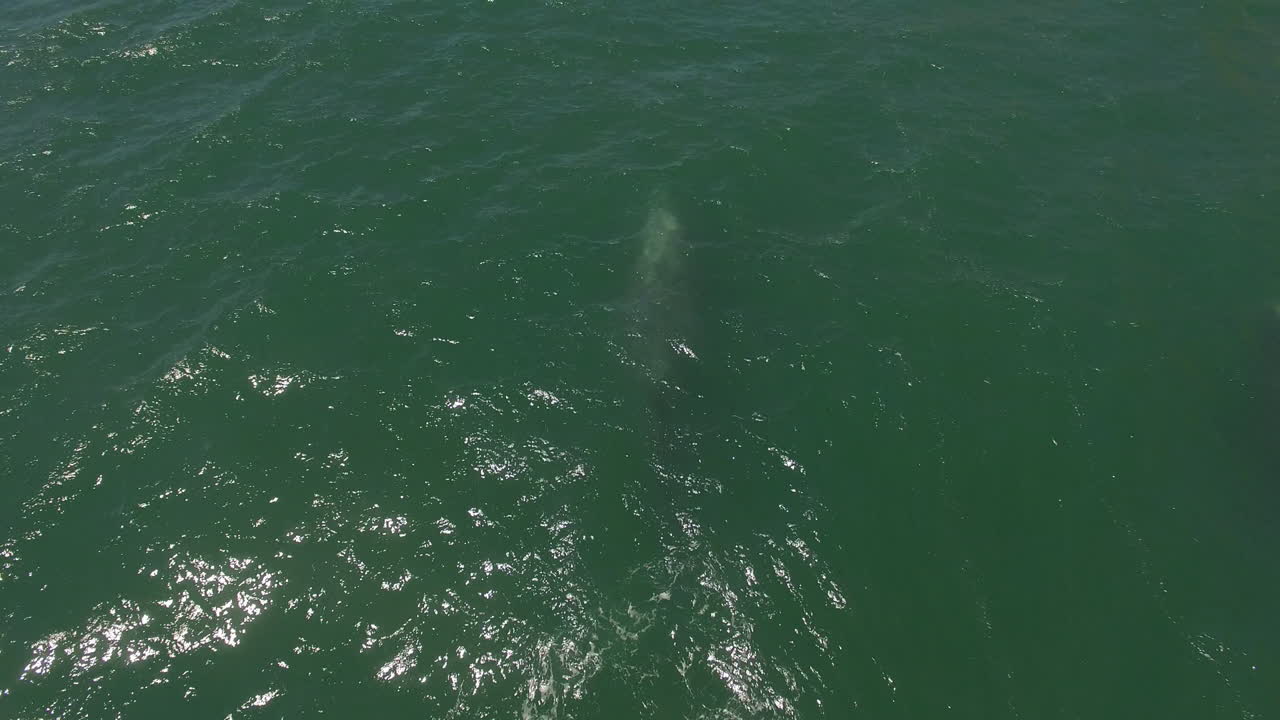 이동하는 캘리포니아 회색 고래 위의 공중