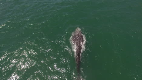 an aerial over a california gray whale migrating