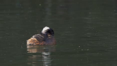 White-tufted-grebe-swims-and-dips-beak-surrounded-by-bugs,-close-view