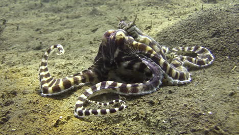 after the kill: mimic octopus with a crab that has been just caught, octopus tries to crack crab shell with its biting tools, arms curled from the effort